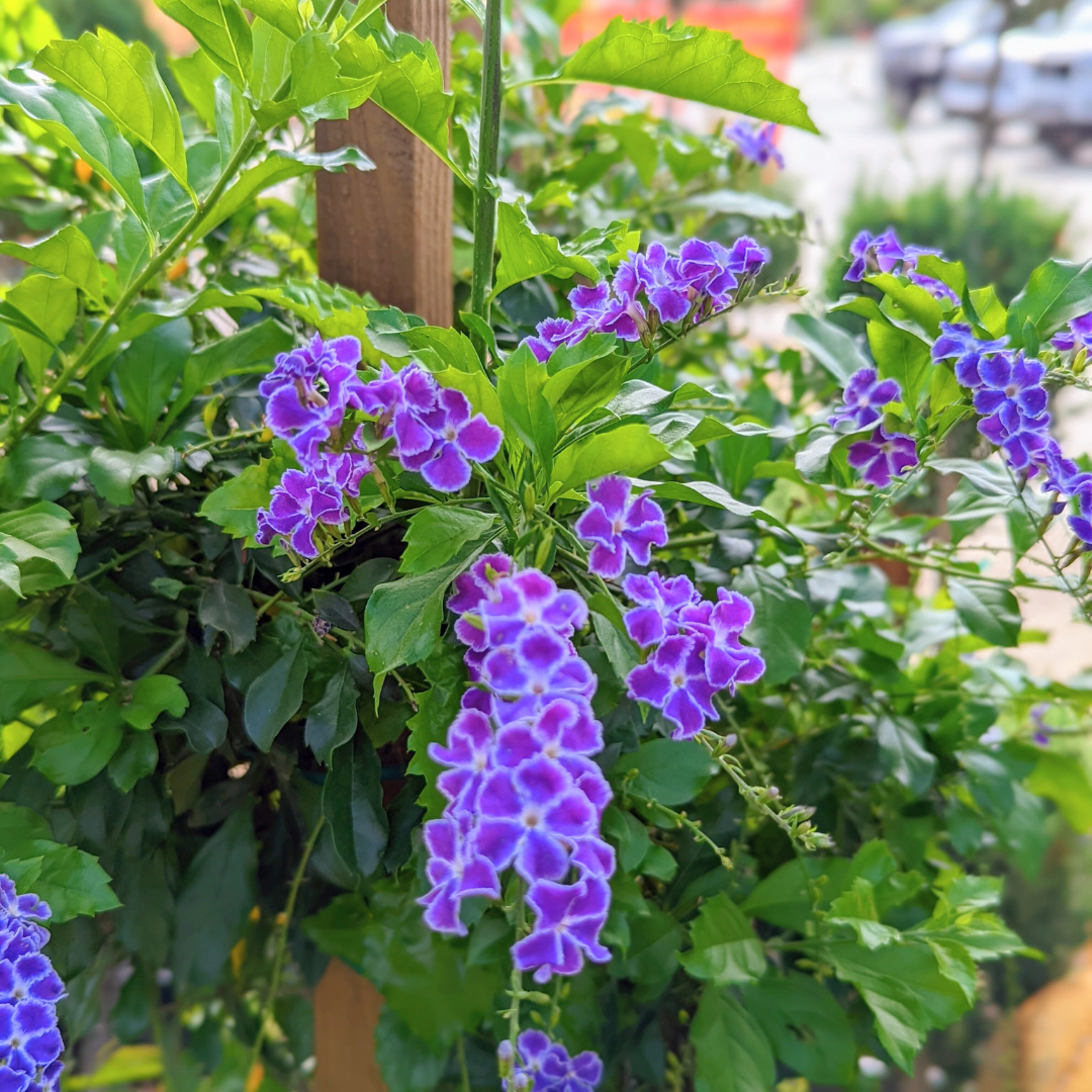 Brazilian Skyflower